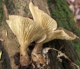 Ampulloclitocybe clavipes image