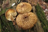 Leucopholiota decorosa image