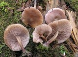 Baeospora myriadophylla image