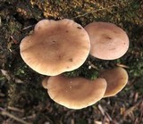 Baeospora myriadophylla image