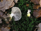 Gomphidius glutinosus image