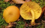 Tricholomopsis decora image