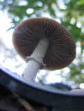 Psathyrella longistriata image