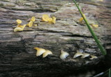 Guepiniopsis buccina image