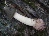 Phallus ravenelii image