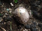 Phallus ravenelii image