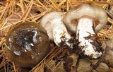 Hygrophorus fuligineus image