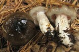 Hygrophorus fuligineus image
