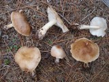Rhodocollybia butyracea image