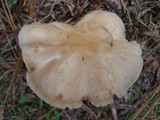 Rhodocollybia butyracea image