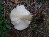 Rhodocollybia butyracea image