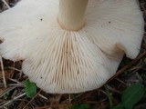 Rhodocollybia butyracea image