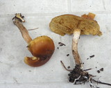Gymnopilus penetrans image