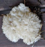 Postia ptychogaster image