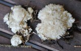Postia ptychogaster image