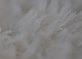 Postia ptychogaster image