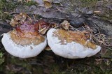 Fomitopsis mounceae image