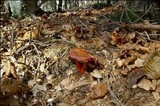 Cortinarius cinnabarinus image