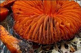 Cortinarius cinnabarinus image