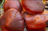 Cortinarius cinnabarinus image