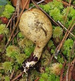 Rhopalogaster transversarium image