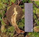 Rhopalogaster transversarium image