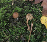 Inocybe nitidiuscula image