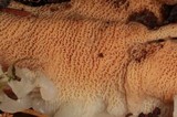 Merulius tremellosus image