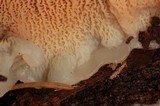 Merulius tremellosus image