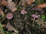 Laccaria amethystina image