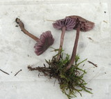 Laccaria amethystina image