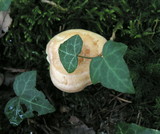 Lactarius chrysorrheus image