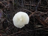 Tricholoma inamoenum image