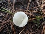 Tricholoma inamoenum image