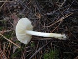 Tricholoma inamoenum image