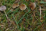 Psilocybe stuntzii image