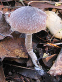 Psathyrella longistriata image