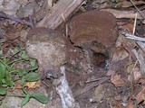 Pisolithus arrhizus image