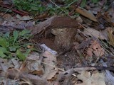 Pisolithus arrhizus image