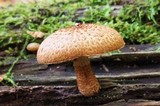 Leucopholiota decorosa image