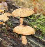 Leucopholiota decorosa image