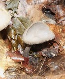 Helvella macropus image