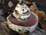 Agaricus bitorquis image