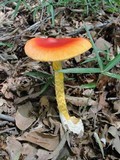 Amanita caesareoides image