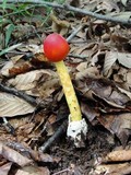 Amanita caesareoides image