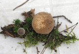 Lycoperdon echinatum image
