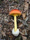 Amanita caesareoides image