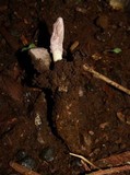 Nomuraea atypicola image