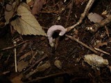 Nomuraea atypicola image