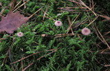 Gymnopus androsaceus image
